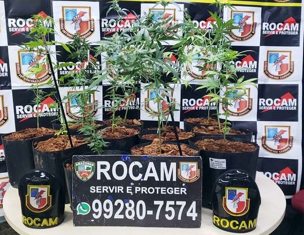 Rocam localiza plantação de maconha e prende foragido da Justiça