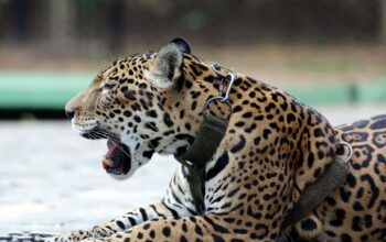 Monitoramento na Mata Atlântica busca salvar onça-pintada