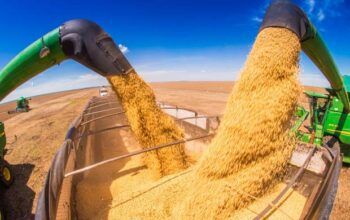 Produção de grãos na safra 2020/21 será recorde,  prevê Conab