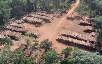 Quase 50 mil toras de madeira ilegal é aprendida no Pará pela Polícia Federal