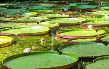 Região Amazônica tem quase 55 mil ações ambientais na Justiça, diz Observatório de Meio Ambiente