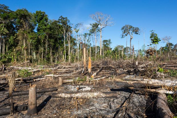 Amazônia registra o maior índice de desmatamento em novembro em 10 anos