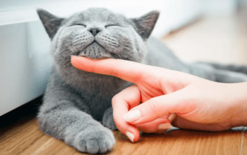 Doença infecciosa transmitida por gatos é confirmada em Manaus