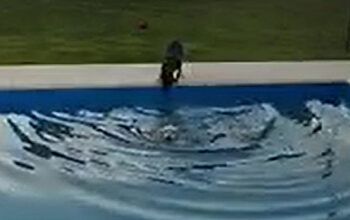 Filhote salva cachorra de 14 anos que caiu na piscina, assista
