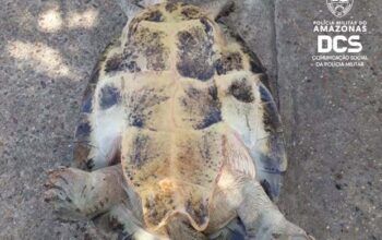 Bingão de uma tartaruga em Tefé é denunciado e homem é preso por crime ambiental