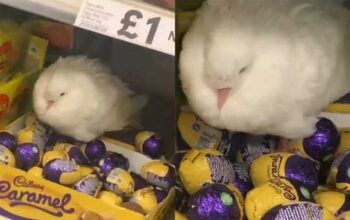 Pomba choca ovos de chocolate em supermercado