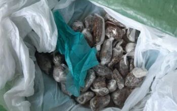 Trio é preso por ligação com o comércio ilícito de drogas em Ipixuna