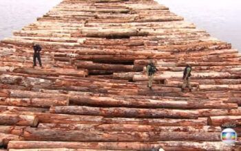 Juíza manda PF liberar parte de madeira apreendida no Amazonas