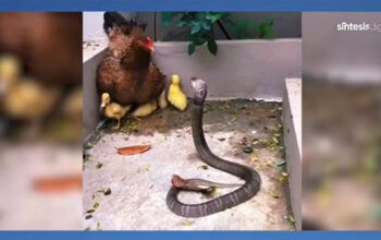 Galinha valente luta incansável contra cobra para defender seus pintinhos