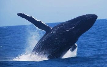 Pescador sobrevive  após ser 'engolido' e cuspido por uma baleia