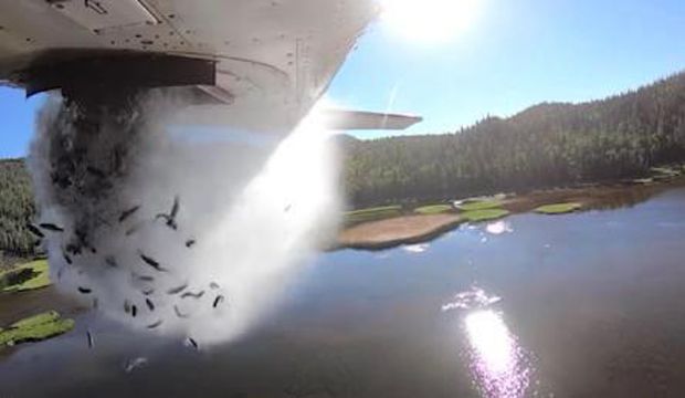 Cidade dos EUA tem 'chuva de peixes' jogados de aviões