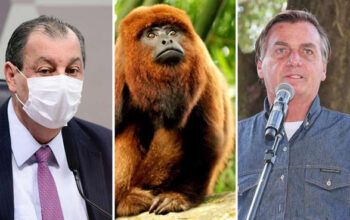 Omar Aziz compara Bolsonaro a macaco guariba e diz que "a onça vai pegar"