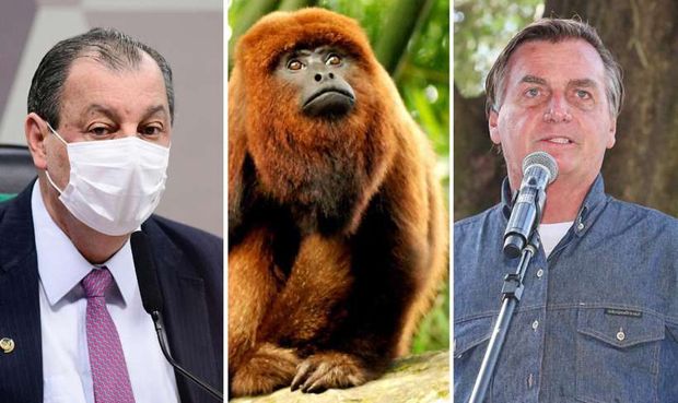 Omar Aziz compara Bolsonaro a macaco guariba e diz que "a onça vai pegar"