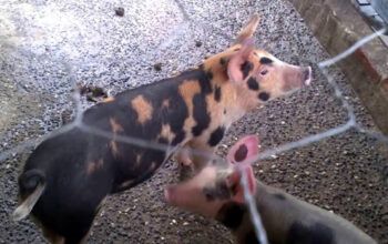 'Taxa do porco' é instituída na Favela do Rola da Zona Oeste do Rio