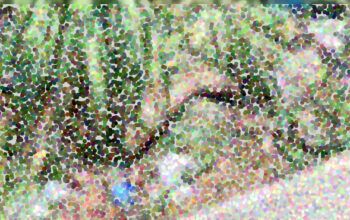 Mais uma perna decepada é encontrada próximo a vegetação em Manaus