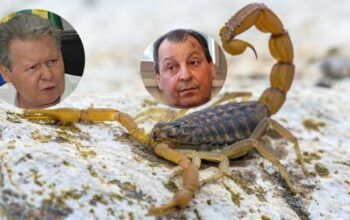 Arthur Neto diz que Omar é como escorpião, que trai e mata até seus salvadores