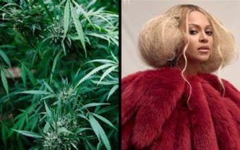 Beyoncé revela que tem fazenda de maconha
