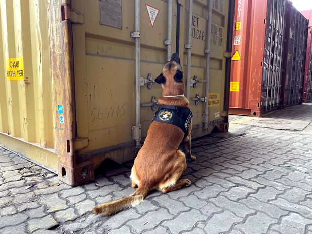 Cão ajuda a identificar 350 quilos de cocaína que iriam para Espanha