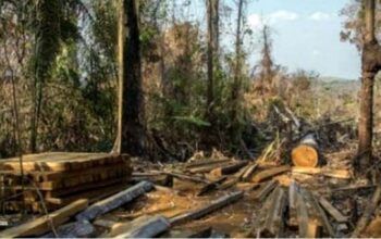 Desmatamento na Amazônia tem 2ª pior temporada em cinco anos