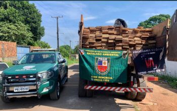 PMAM apreende meia tonelada de pescado e mais de 100m3 de madeira na AM-070