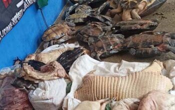 Quelônios e carne de animais silvestres são apreendidos em Manacapuru; tartarugas são doadas ao Zoo do Cigs