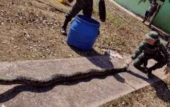 Sucuri gigante é encontrada em tanque pesqueiro de pousada