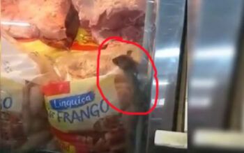 Vídeo de rato em açougue de supermercado viraliza na internet (vídeos)