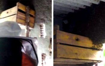 Família é atacada por enxame de abelhas; um dos moradores foi levado para o hospital