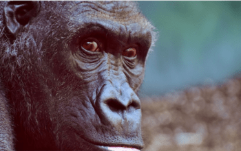 Gorilas com Covid-19 transmitida por humano em zoológico dos EUA