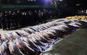 12 toneladas de pescado ilegal avaliado em R$ 800 mil é apreendido em embarcação perto de Coari