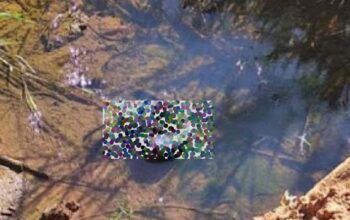 Avô é morto e decapitado pelo próprio neto que joga a cabeça próximo a córrego, diz polícia