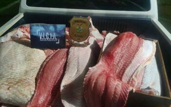 Em Manacapuru, PC prende homem com 818 quilos de pescado ilegal