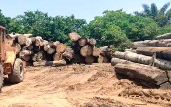 Polícia apreende 700 metros cúbicos de madeira de procedência ilegal em Manacapuru