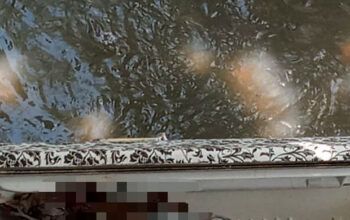 Corpo é encontrado por catadores dentro de geladeira jogada em igarapé