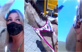 Ativista tira calcinha e usa para prender jumento em resgate do animal no Ceará; vídeo