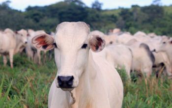 China mantém veto à compra de carne brasileira