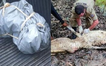 Corpo de pescador vítima de ataque "piratas do rio" em Novo Airão é encontrado devorado por jacaré