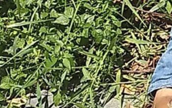 Homem é assassinado com três tiros na cabeça por envolvimento com o tráfico