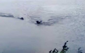 Milagre - Homem nada em lago proibido para banho e é atacado por jacaré; veja vídeo