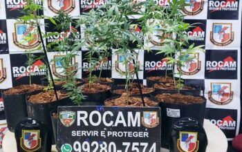 Rocam localiza plantação de maconha e prende foragido da Justiça