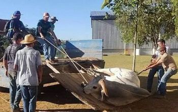 Boi invade escola e deixa 14 crianças feridas