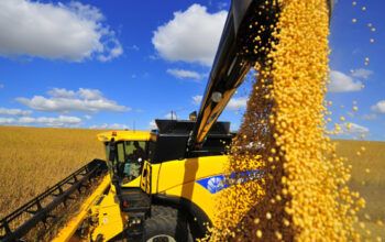 Desmatamento ameaça US$ 9,9 bilhões em exportações à União Europeia