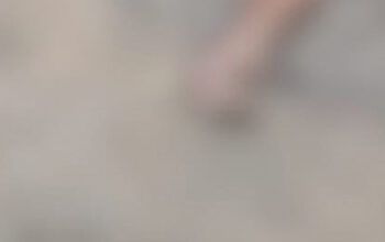 Homem é morto com tiros na cabeça em  ramal do Rio Preto da Eva