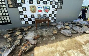 Homem é preso em Novo Airão por tráfico de quelônio; 90 tartarugas foram apreendidas