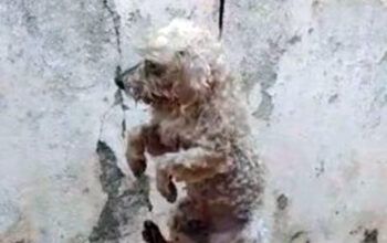 Idoso é preso por pendurar cão no varal e inventar versículos da Bíblia para justificar maus-tratos; vídeo