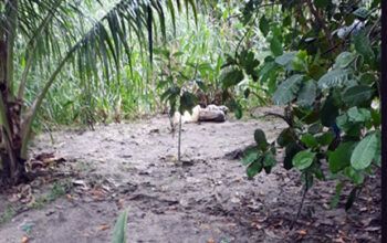 Irmão de homem esquartejado encontra cabeça e membros inferiores da vítima em área de mata