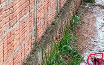 Mulher tenta se livrar de estuprador e é morta a facadas