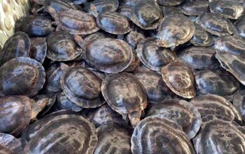 Quelônios avaliados em quase R$ 1 milhão são apreendidos no Dom Pedro II, em Manaus