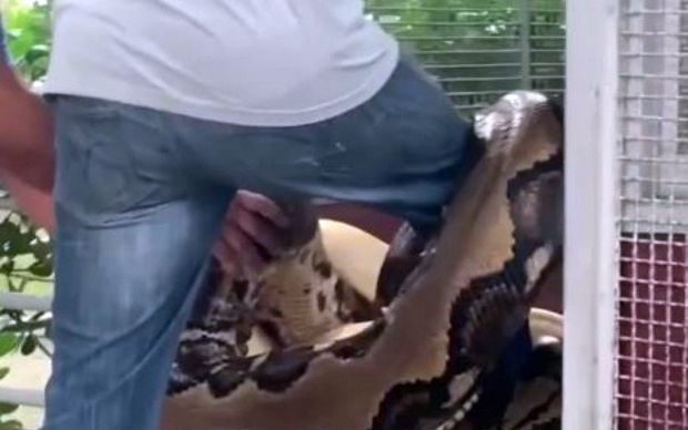 Momento de tensão - Biólogo é 'atacado' por cobras gigantes - Vídeo viraliza