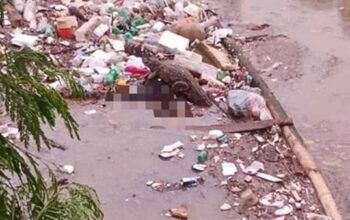 Bombeiros resgatam corpo de lagoa cercado por três jacarés